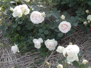 ファイル名: NONALNUM-5YaZ55yf77yX-E.jpg
ファイルサイズ: 22.8KB NONALNUM-5YaZ55yf77yX-E