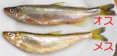 ファイル名: NONALNUM-5YaZ55yfMw-E.jpg
ファイルサイズ: 3.8KB NONALNUM-5YaZ55yfMw-E