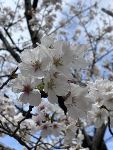 ファイル名: sakura1.jpeg
ファイルサイズ: 33.6KB sakura1