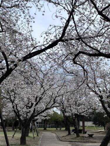 ファイル名: sakura2.jpeg
ファイルサイズ: 66.9KB sakura2