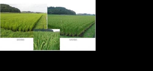 ファイル名: 1.jpg
ファイルサイズ: 31.1KB
→クリックで元のサイズを表示 1