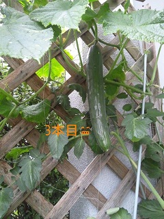 ファイル名: 120629_141558_ed.jpg
ファイルサイズ: 47.6KB 120629_141558_ed