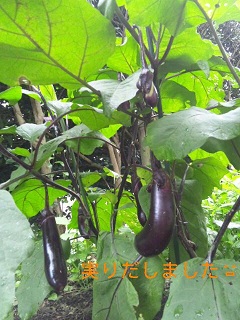 ファイル名: 120629_141745_ed.jpg
ファイルサイズ: 47.9KB 120629_141745_ed