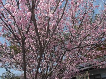 ファイル名: DSCF1105.jpg
ファイルサイズ: 33KB DSCF1105