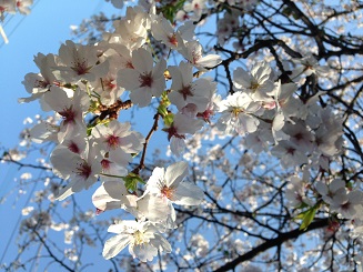 ファイル名: IMG_0307-3.jpg
ファイルサイズ: 62.3KB IMG_0307-3