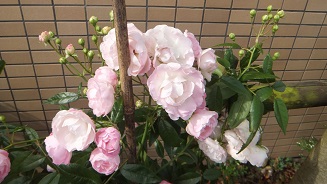 DSCF2206