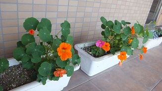 DSCF2208