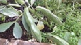 DSCF2211