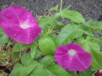 ファイル名: DSC05022.jpg
ファイルサイズ: 20.5KB DSC05022