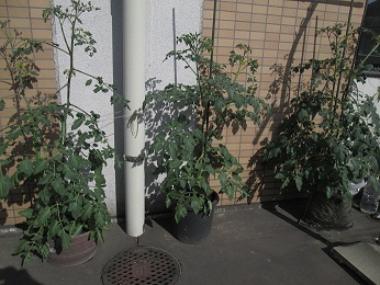 ファイル名: IMG_4313.jpg
ファイルサイズ: 62.9KB IMG_4313