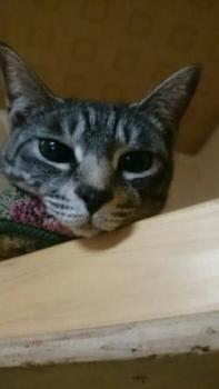 ファイル名: 1458696170987.jpg
ファイルサイズ: 7.9KB 1458696170987
