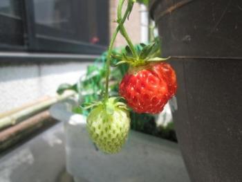 ファイル名: IMG_8310.jpg
ファイルサイズ: 11.8KB IMG_8310