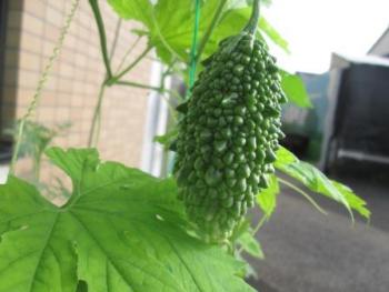 ファイル名: IMG_9776.jpg
ファイルサイズ: 14.6KB IMG_9776
