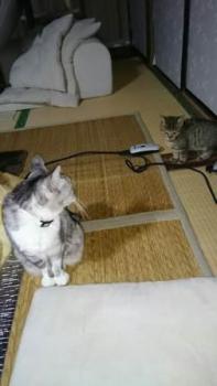 ファイル名: 1484030441338.jpg
ファイルサイズ: 10KB 1484030441338
