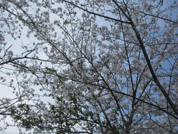 ファイル名: IMG_7871.jpg
ファイルサイズ: 34.4KB IMG_7871